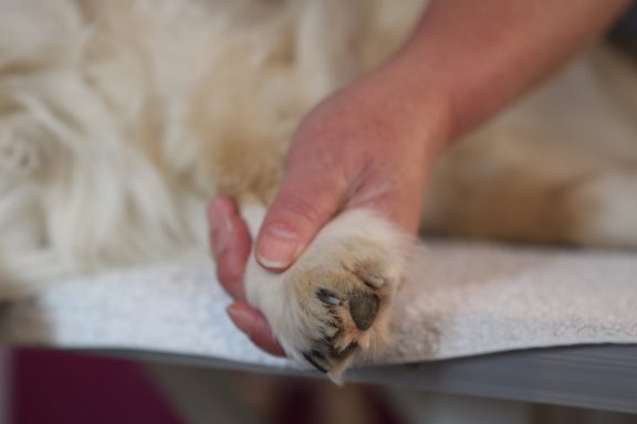 Eine Hand hält die Pfote eines Hundes auf einer weißen Unterlage.