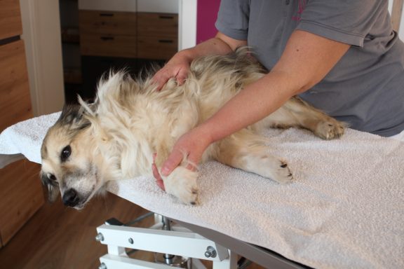 Ein Hund liegt auf einem Tisch, während jemand ihm sanft das Bein untersucht.